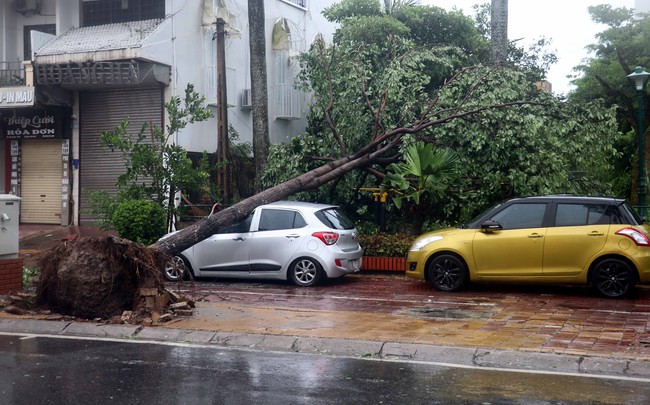 Bão số 3: Thái Bình cây xanh đổ la liệt, mất điện diện rộng - Ảnh 2.