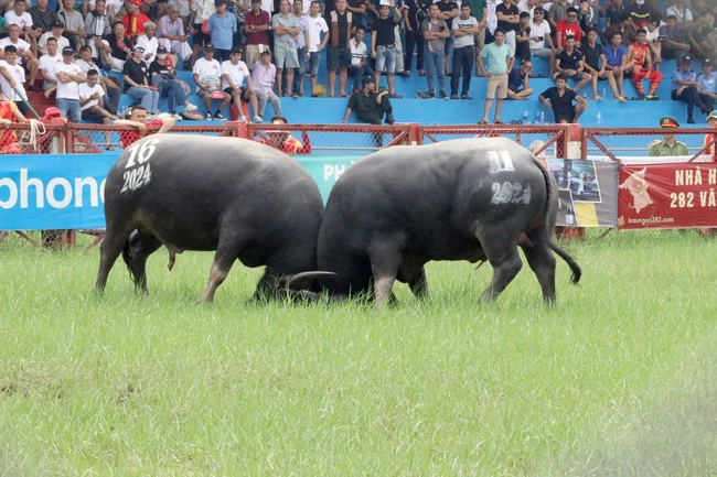 Lễ hội chọi trâu thúc đẩy phát triển du lịch Đồ Sơn - Ảnh 1.